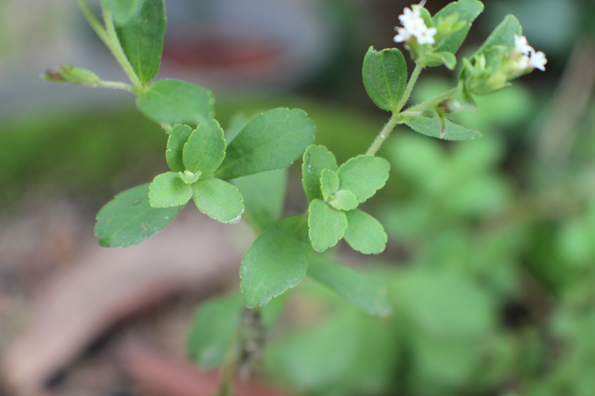 Stevia rebaudiana (Bertoni) Bertoni